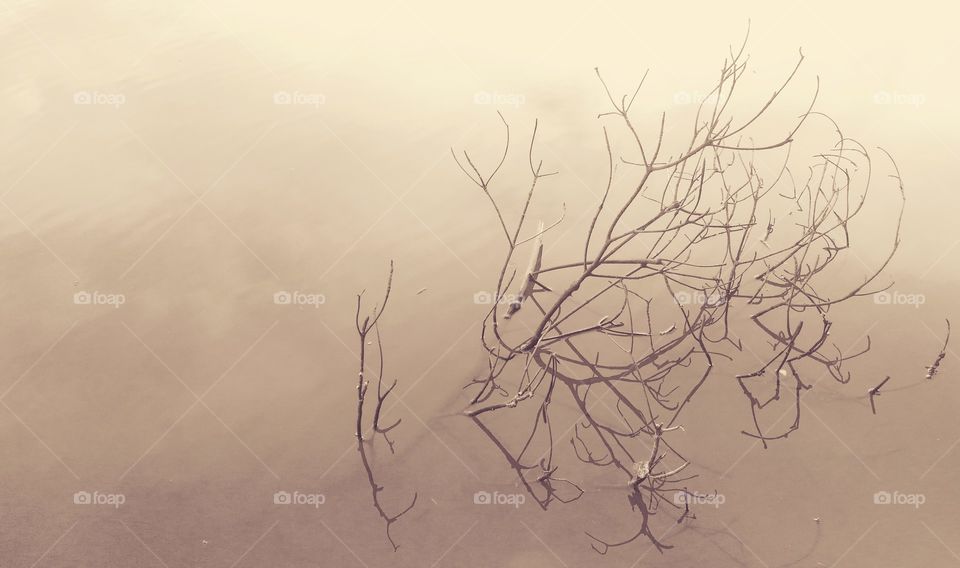 branch in the water