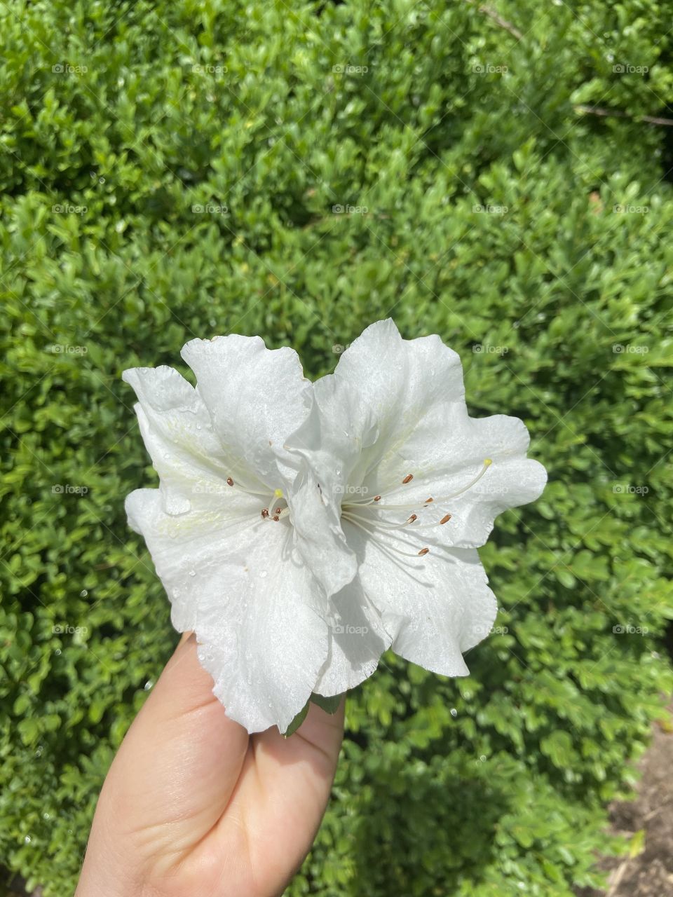 Twin flowers in a heart