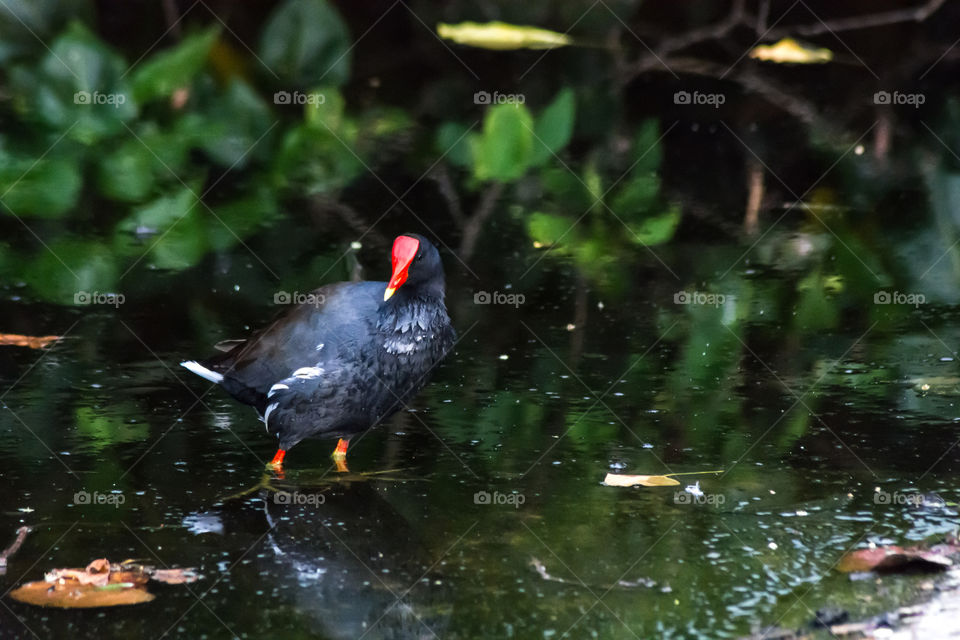 Gallardía Pico Rojo (Gallinula Chloropus)