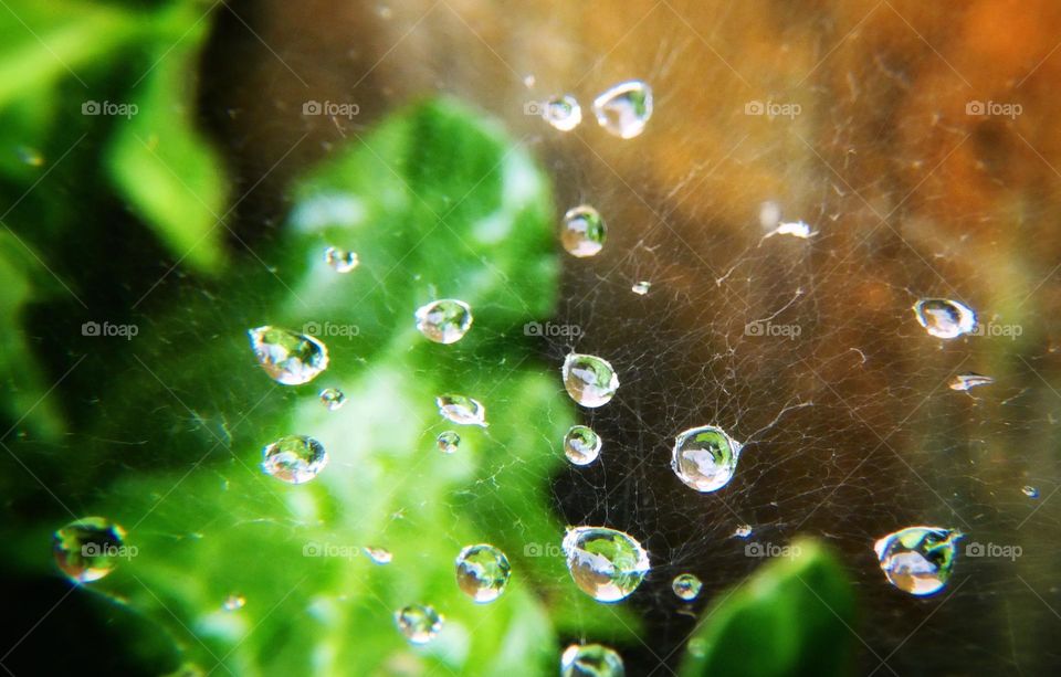 Spiders web holding water droplets
