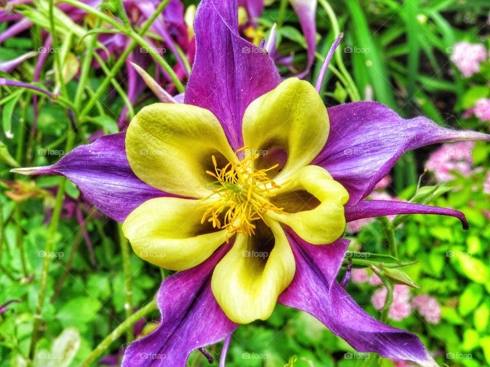 My Yard - Columbine 