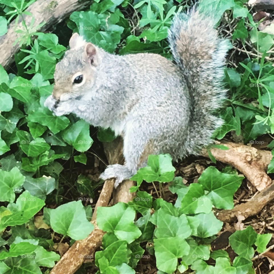 Grey squirrel in the woodland 