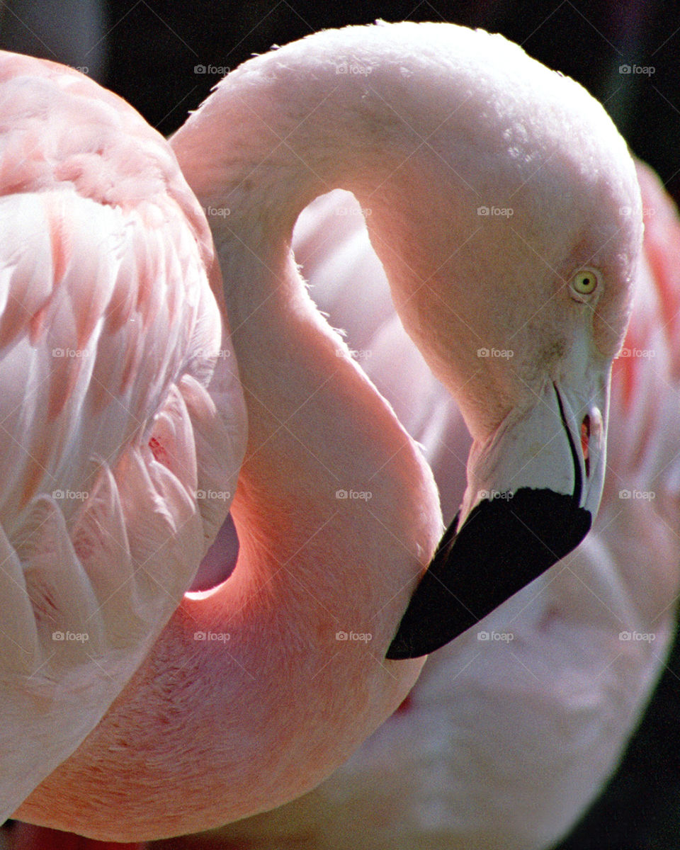 Pink Flamingo