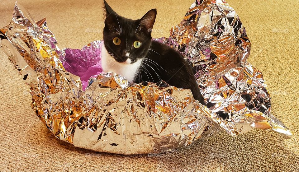 Kitten in silver foil wrapping paper