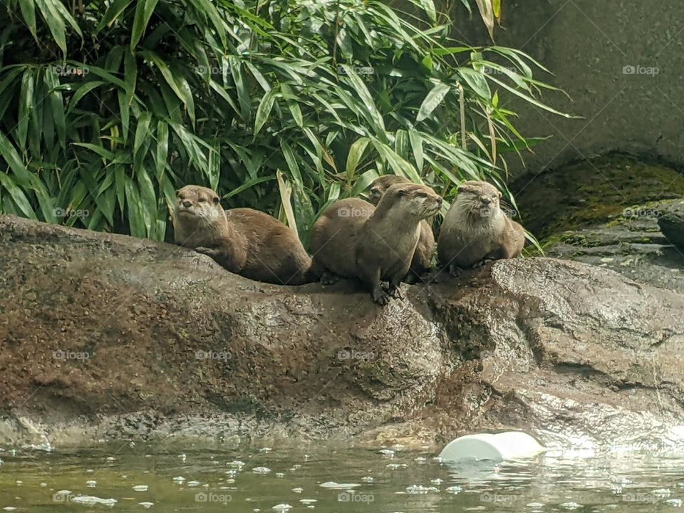four otters cuddled together on the rocks next to the water in their zoo enclosure