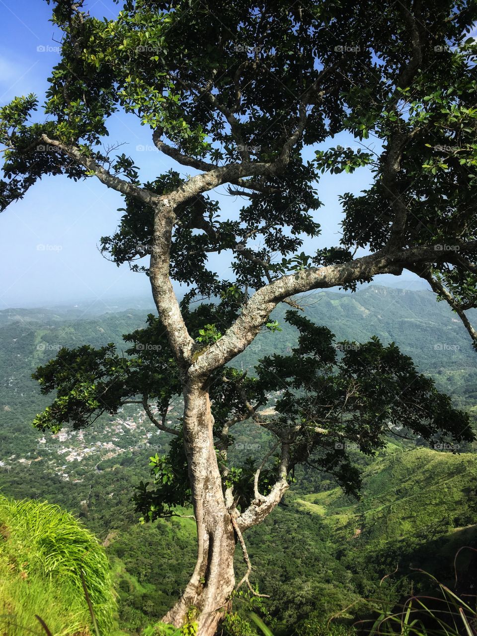 Beautiful tree in the mountains