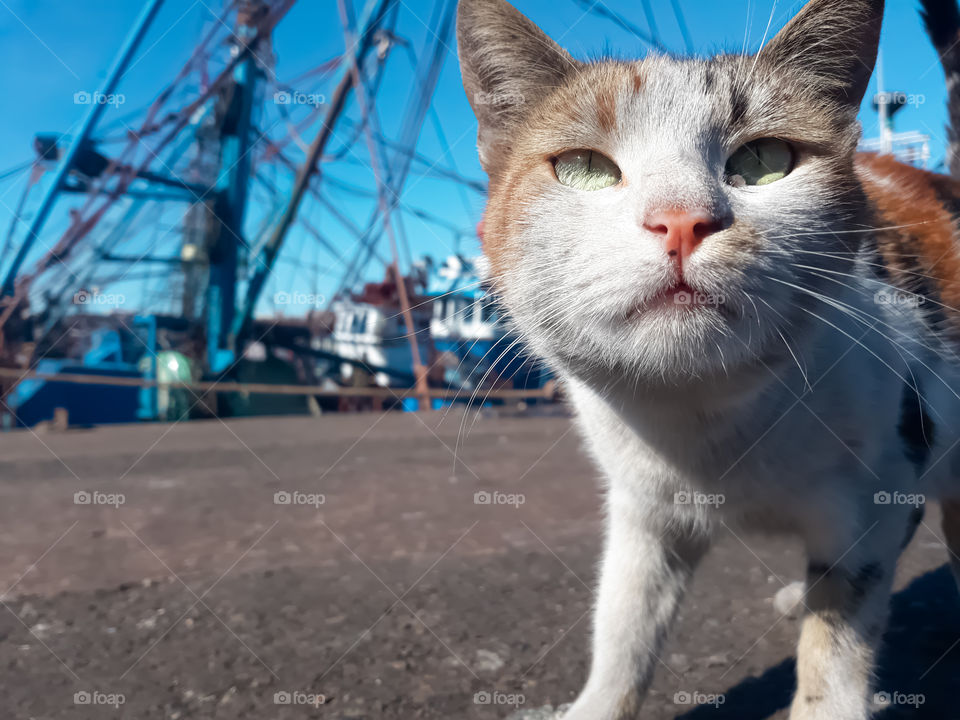 A beautiful cat wandering with his owner in the port of Safi, Morocco.