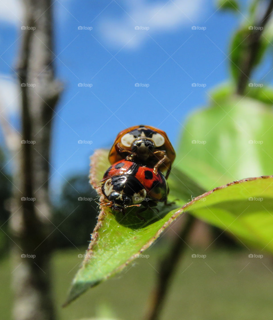 Ladybug