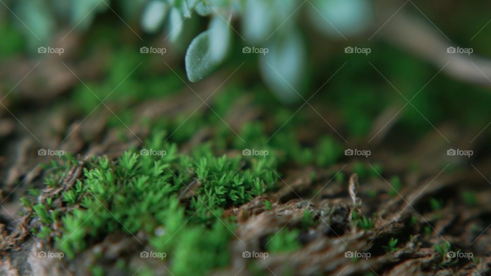 portrait blur moss plant.