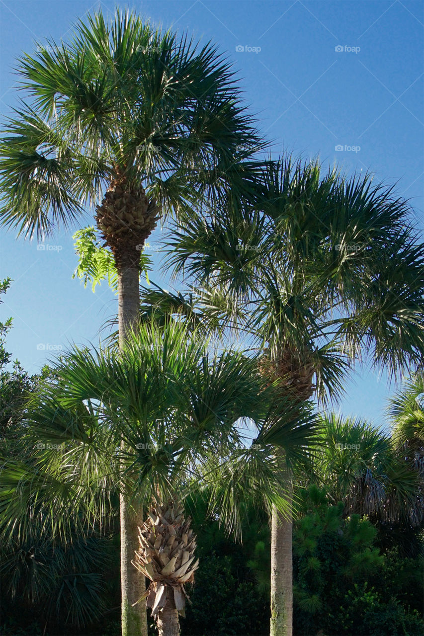 Tropical Palm Trees. Palm Trees in tropical Florida