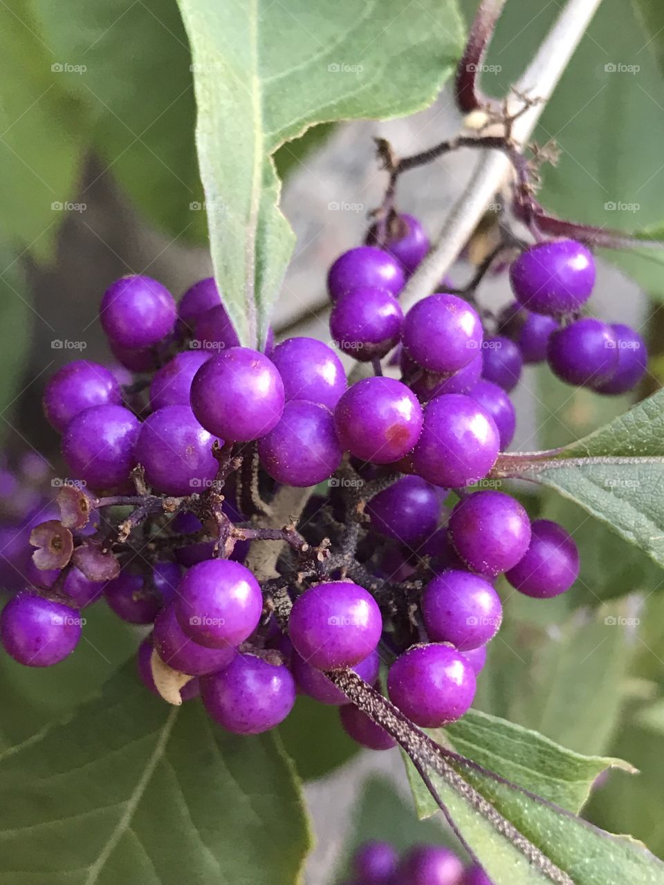 Purple berries