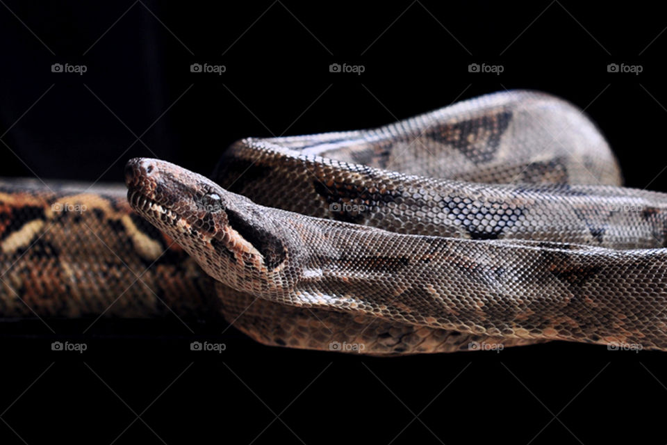 Snake animal photography