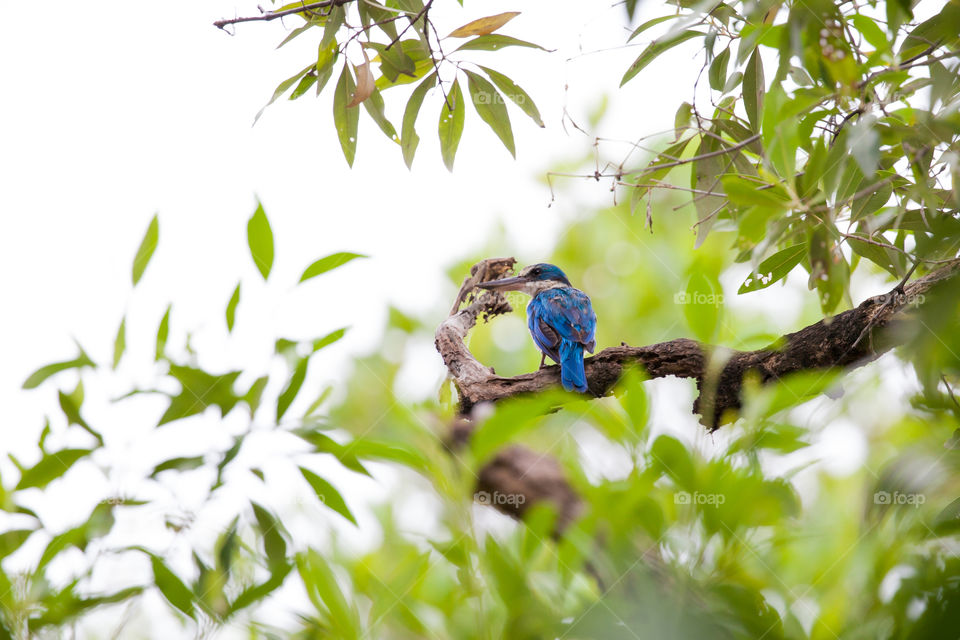 this bird live in the mangroove forest