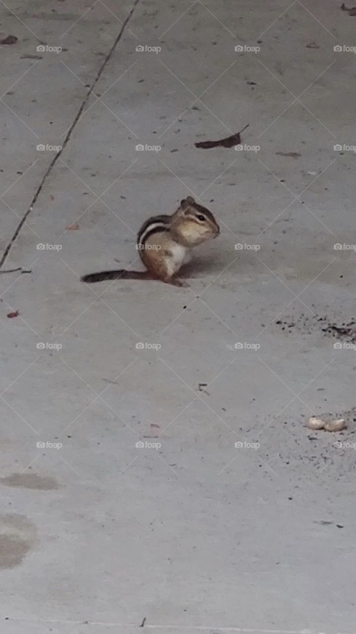 chipmunks