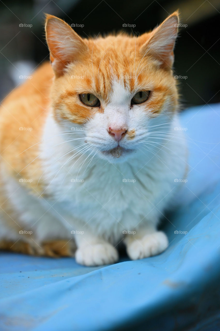 Grandma yellow and white cat 