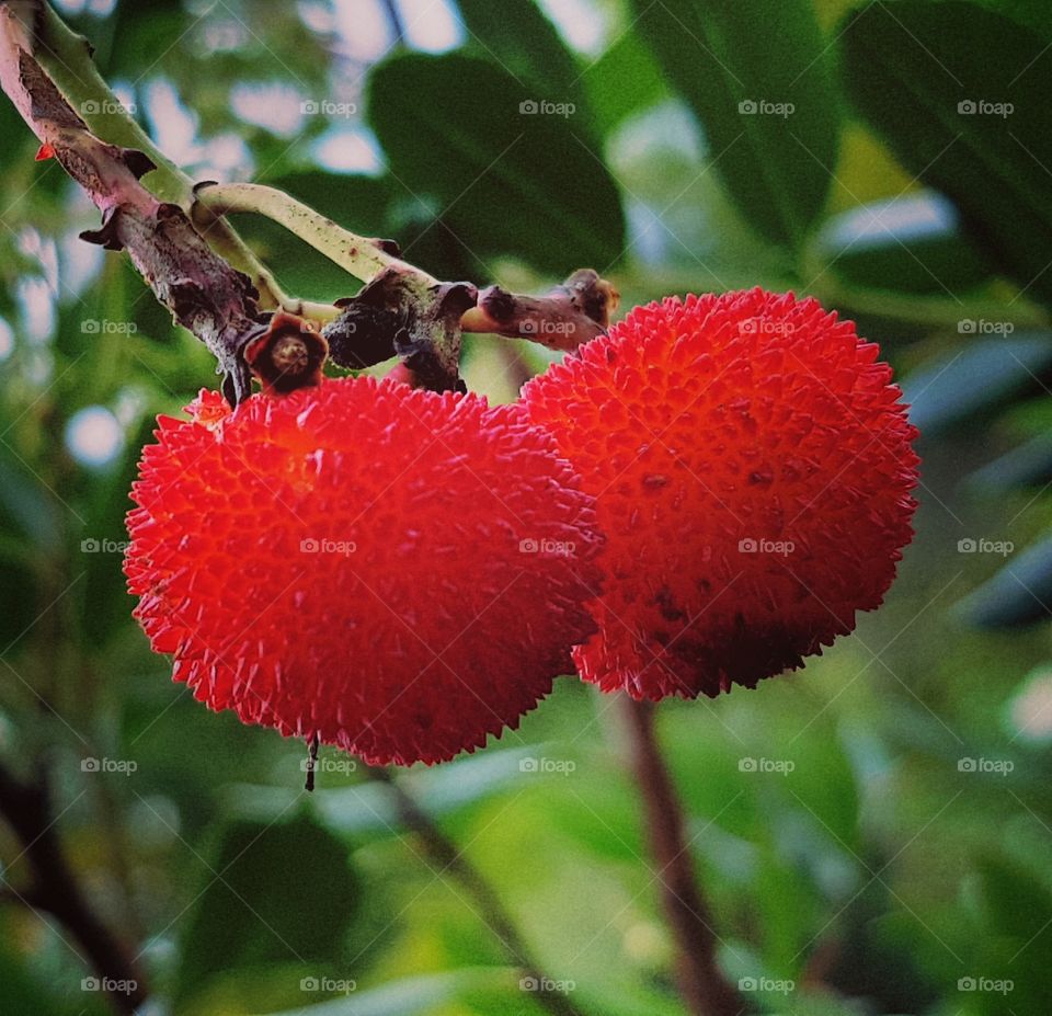 Botanischer Garten Bonn