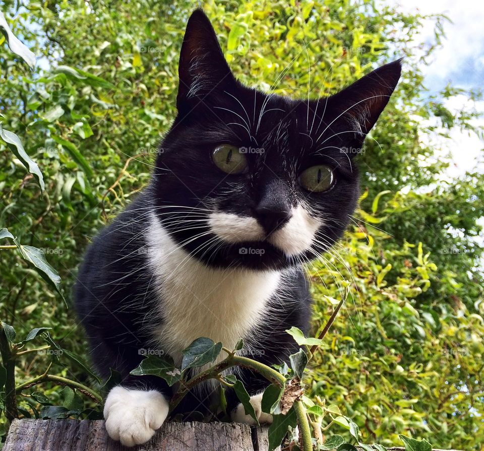 Neighbours cat sat on a wall looking down at me ... I love his Whiskers 🐈