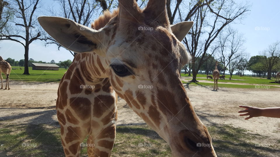Giraffe at wildlife preserve