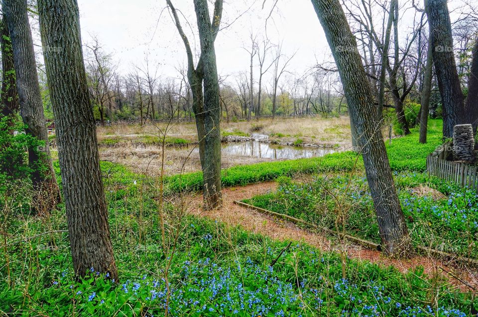 Blue Carpet of Flowers