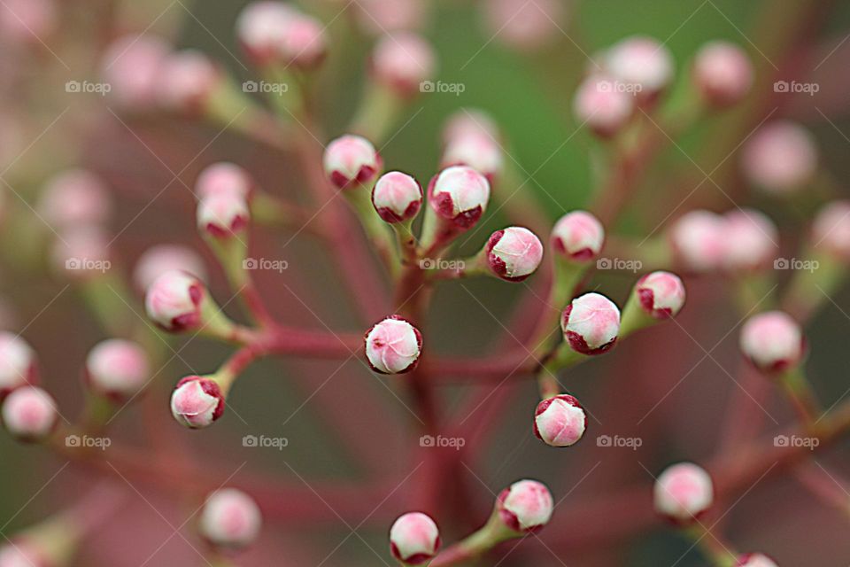 Sich öffnende Blüten in Rosa