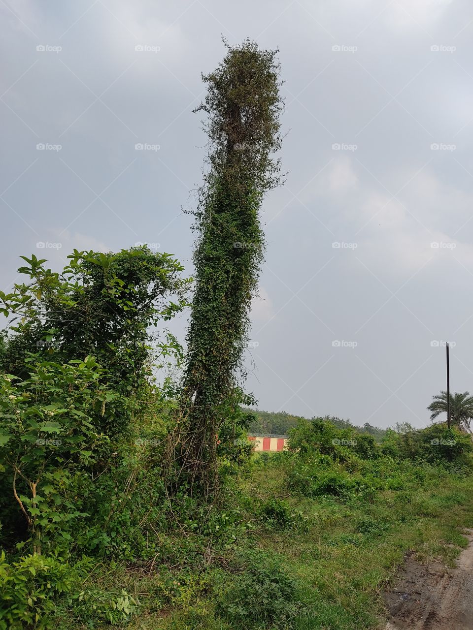 The old electric pole has been completely covered by the plant🌱