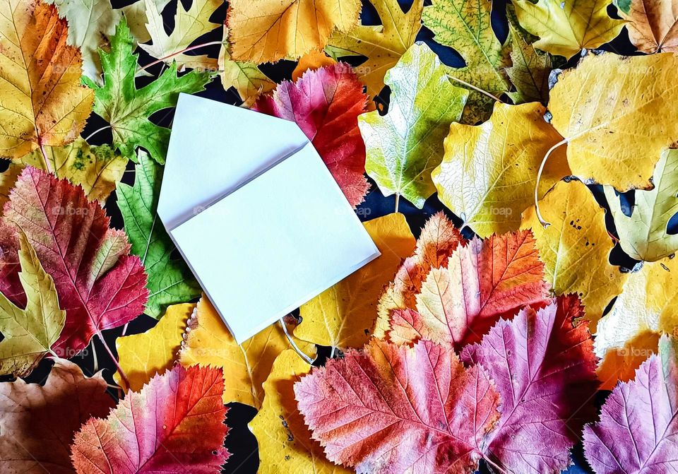 white envelope lies on bright autumn leaves. creative holiday card layout with place for text.