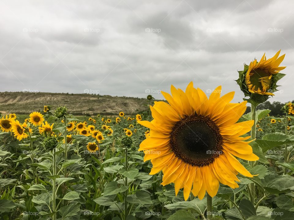 Sunflower