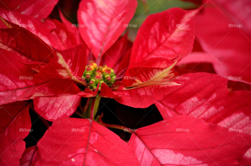 Poinsettia