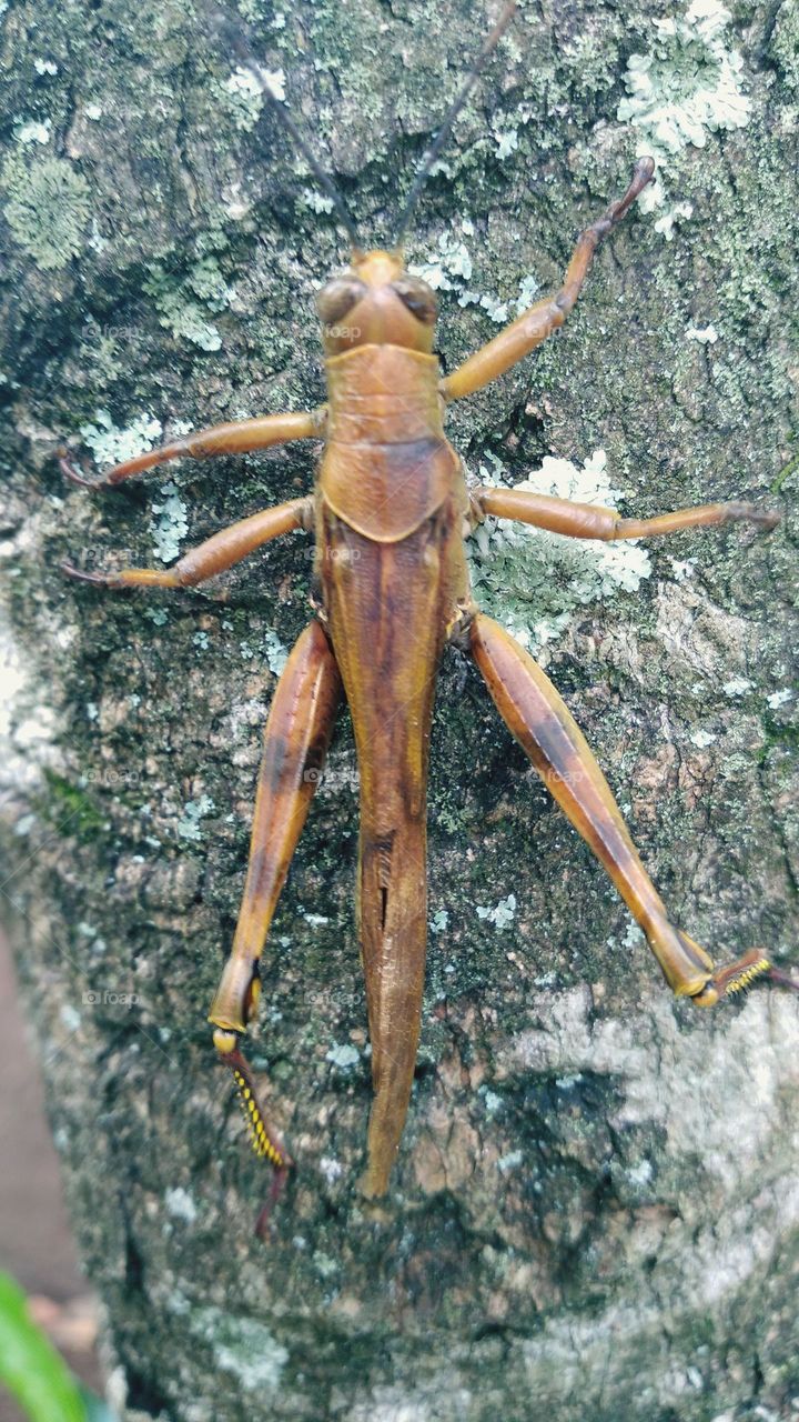 Wooden grasshopper perched on tree in plantation