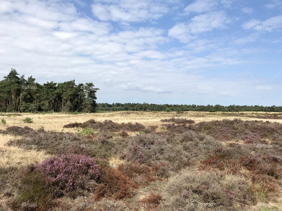 Dutch landscape 