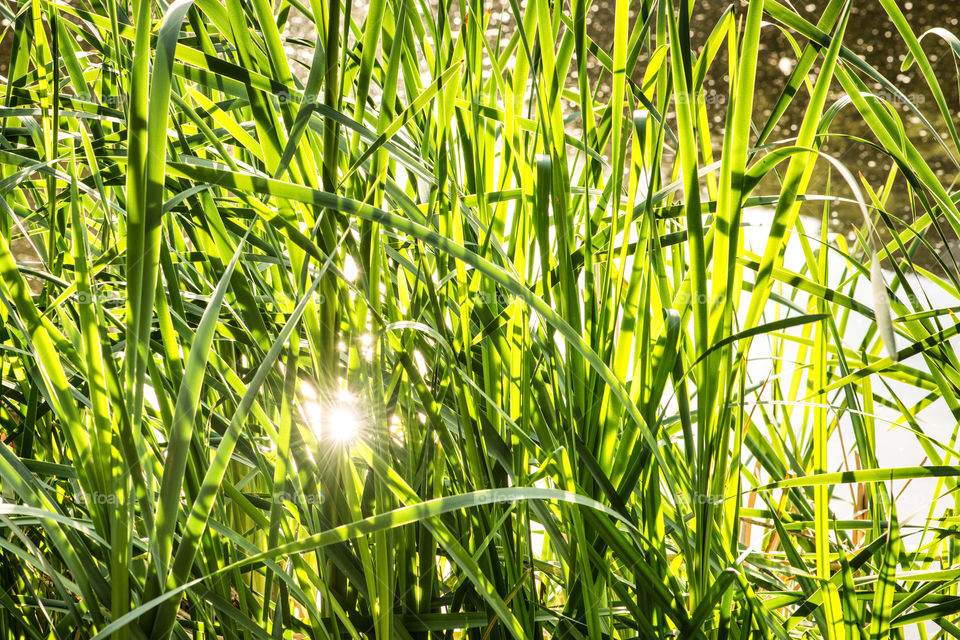 Close-up of grass in water