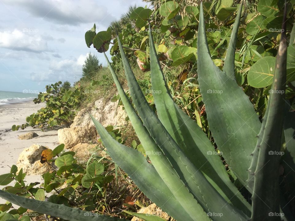 Aloe 