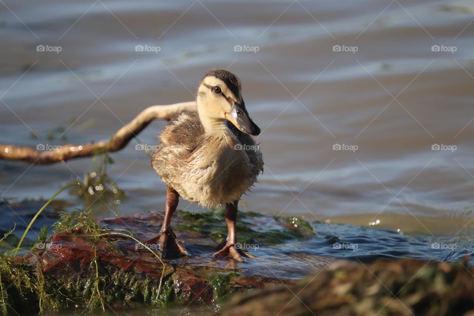 A small wild duck 🦆