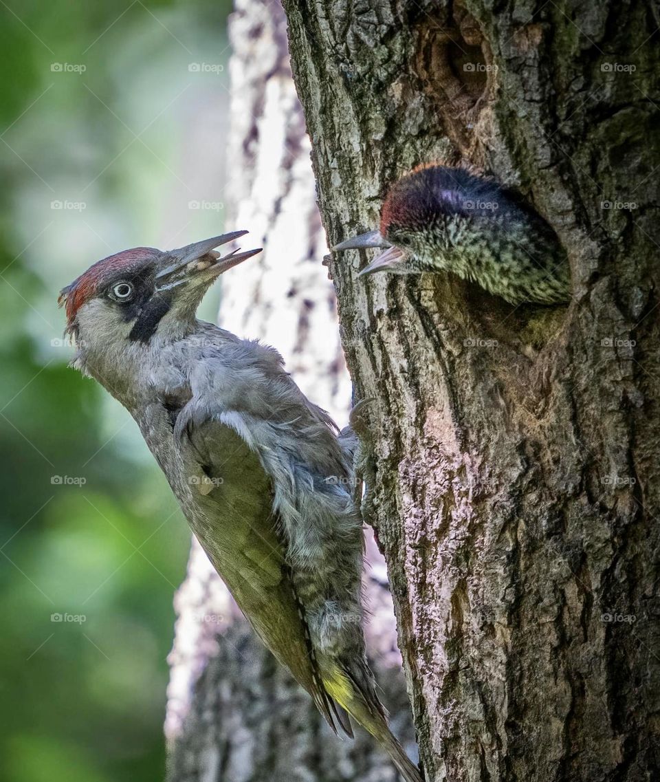 A close up of a green woodpecker 