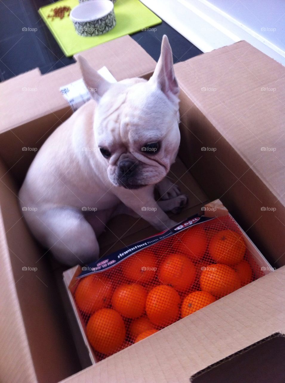 French bulldog in orange crate
