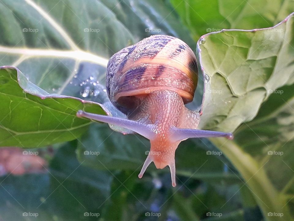 Close up on a snail on a green leaf 