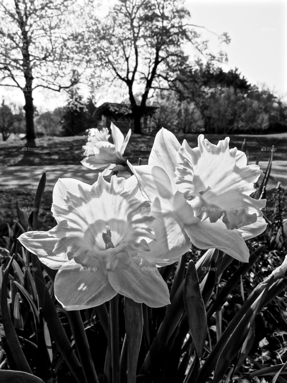 daffodils of spring. Newly sprouted spring daffodils at the park.