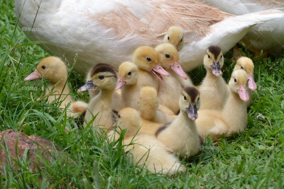 multipal ducks