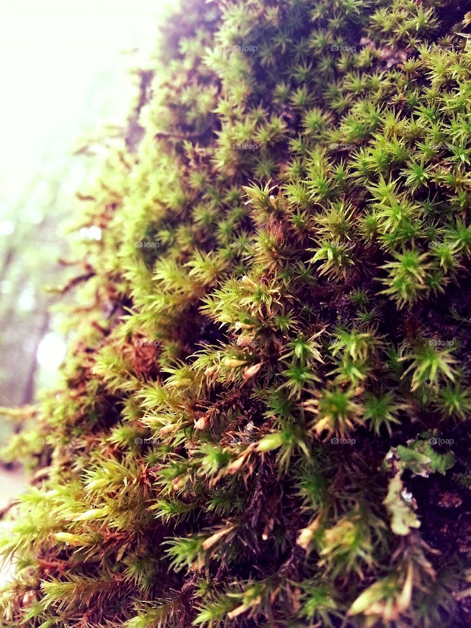 Mossy