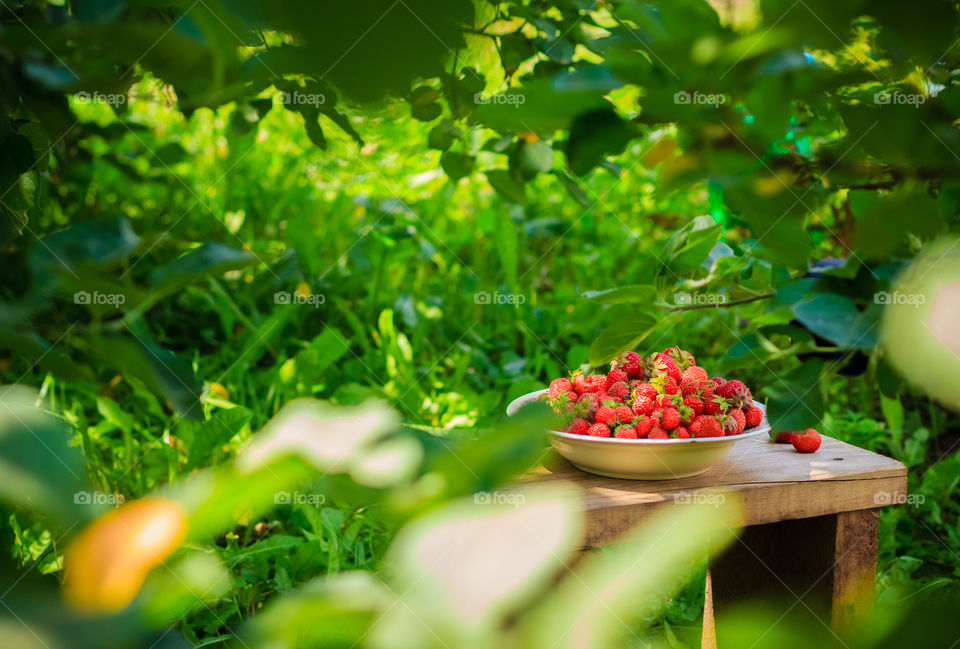 Summer berries