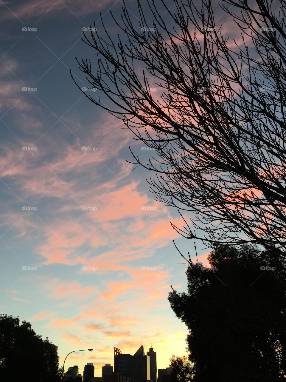 The sunset time shows amazingly shilhouettes of trees, streetlight and skyscrapers of Perth City in Western Australia.