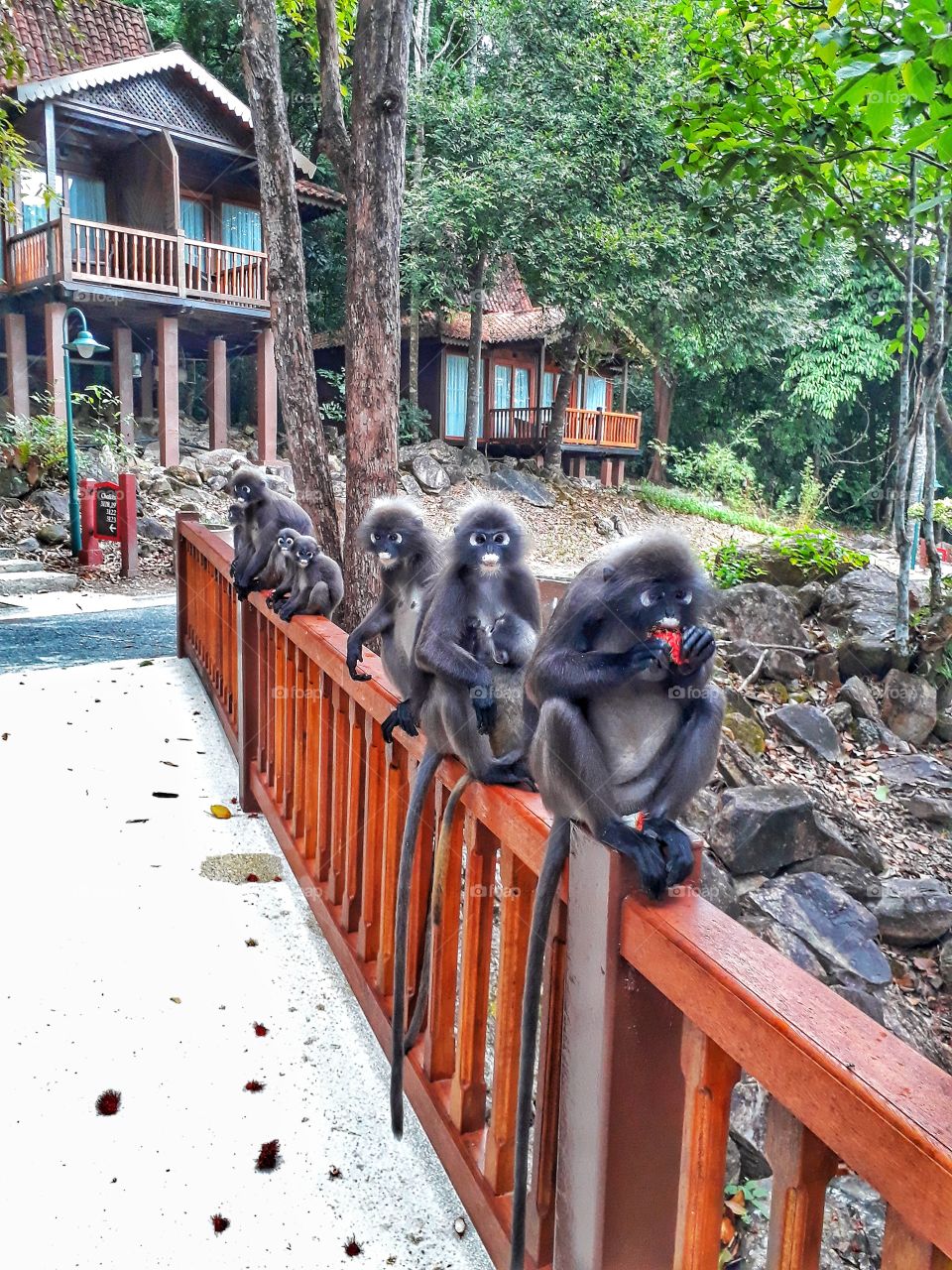 Monkey familia