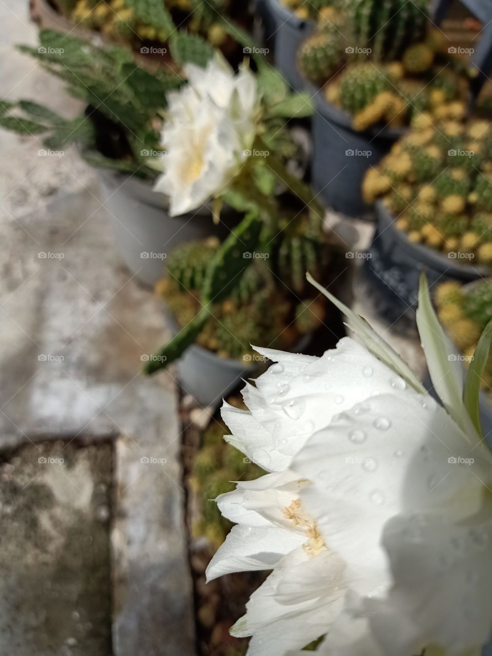 Beautiful Cactus Flower