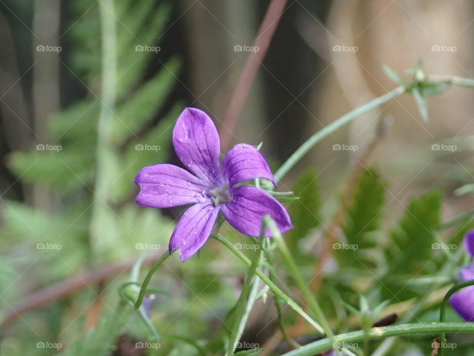 Beautiful flower in a forest