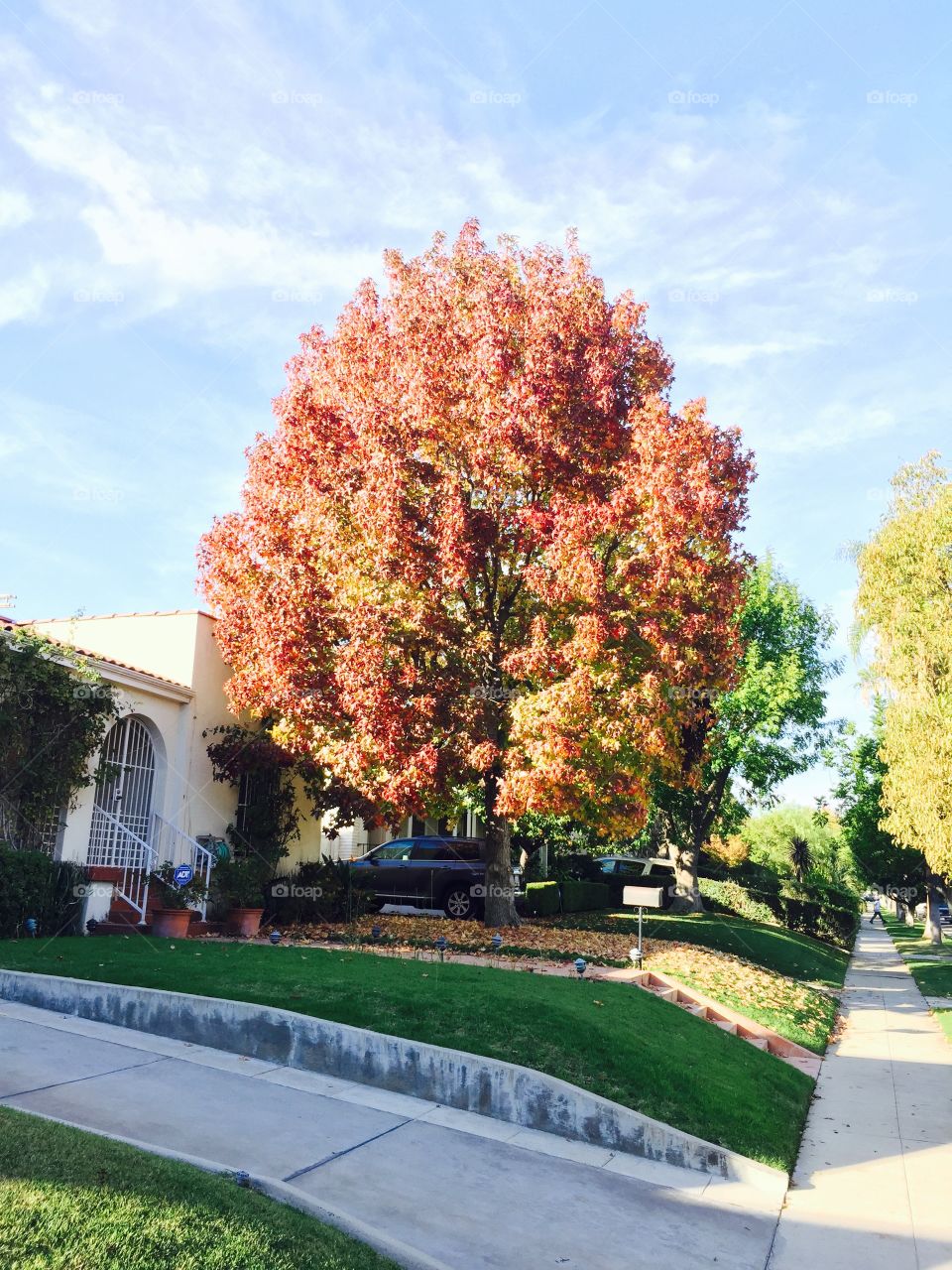 Fall outfit on a tree