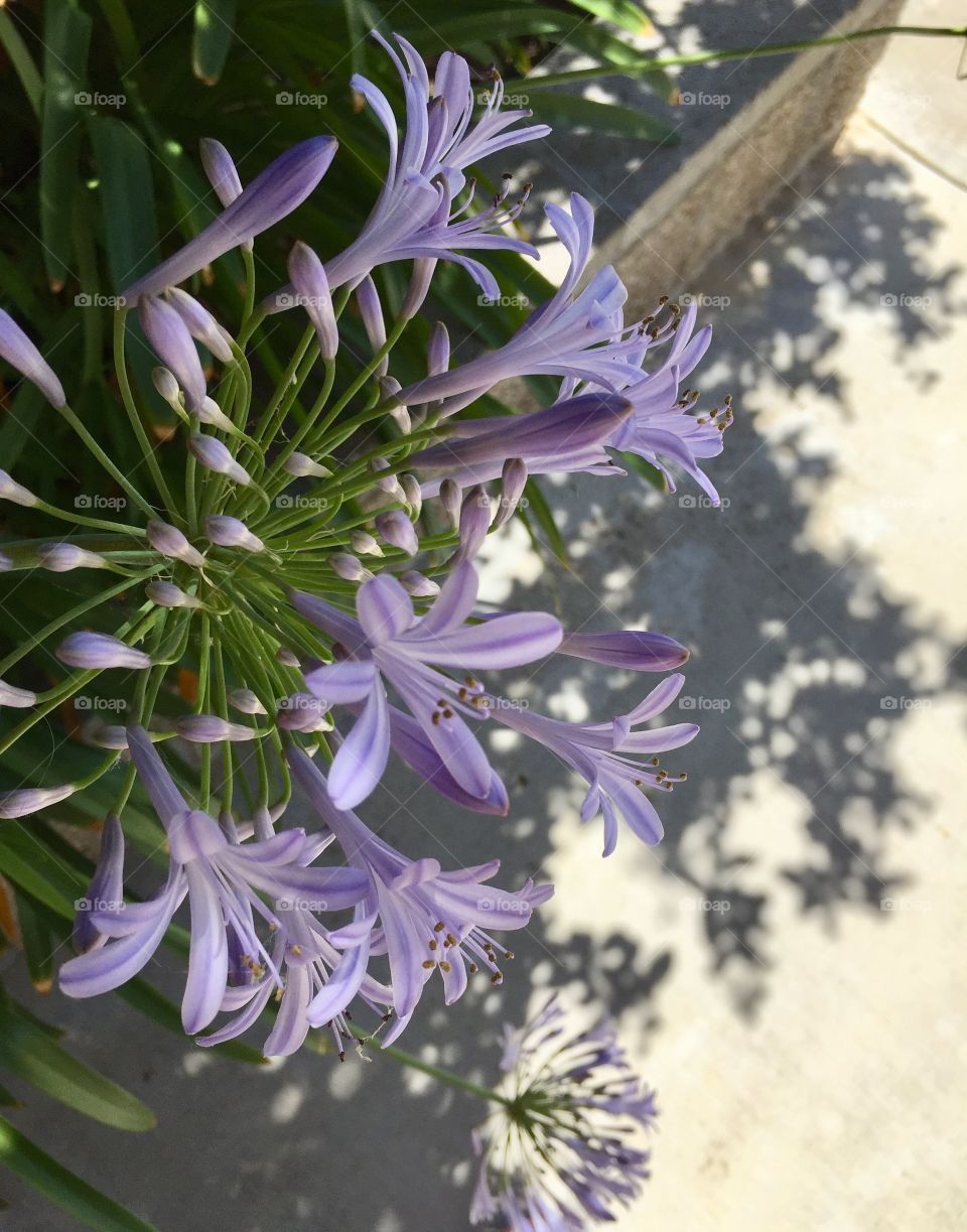 Flowers. Sunny day 