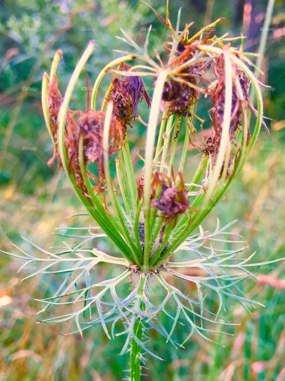 Wild carrot, after the bloom