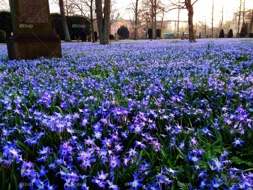 Field of purple flower