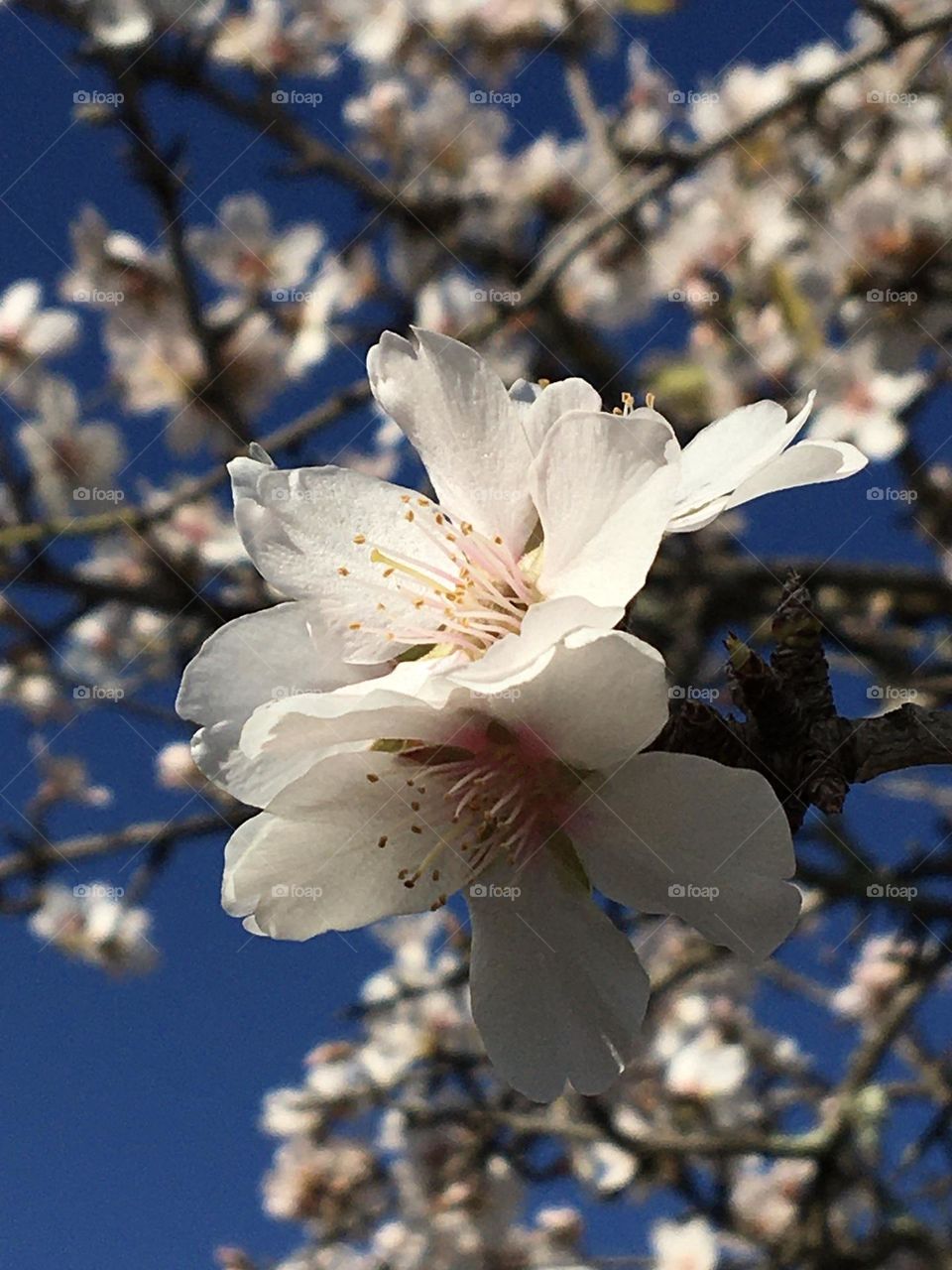 Twin flowers on almond tree