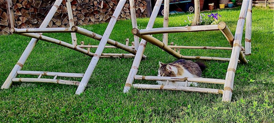 These bamboo chairs may have lost their covers temporarily but they still make an attractive motif to decorate the garden with here in rural „Lower Bavaria“, Germany. „Linda“, the cat finds them highly interesting as well. 2024. Hypnotic Productions
